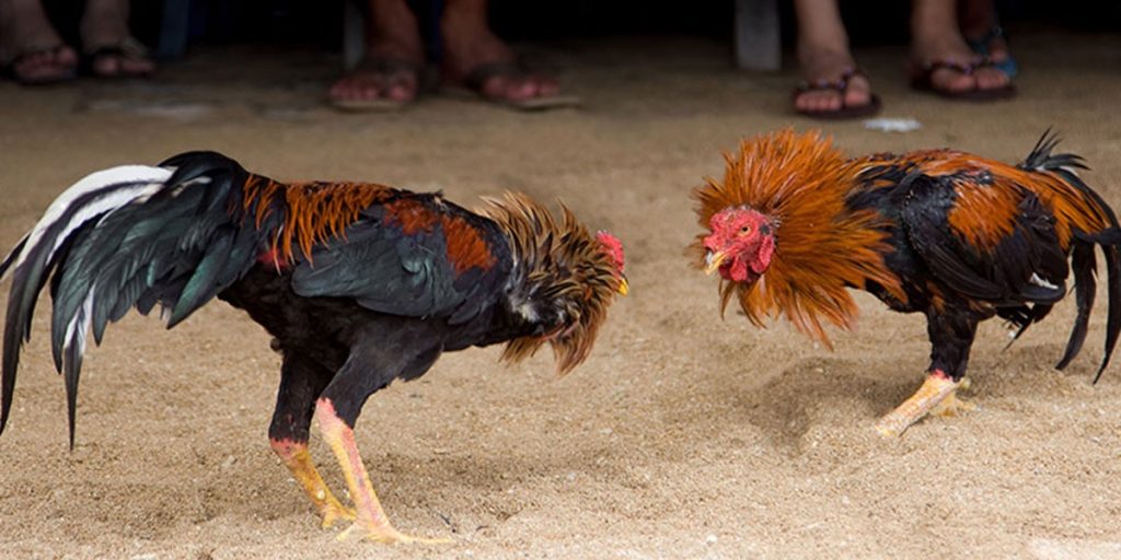 777color sabong-cockfighting